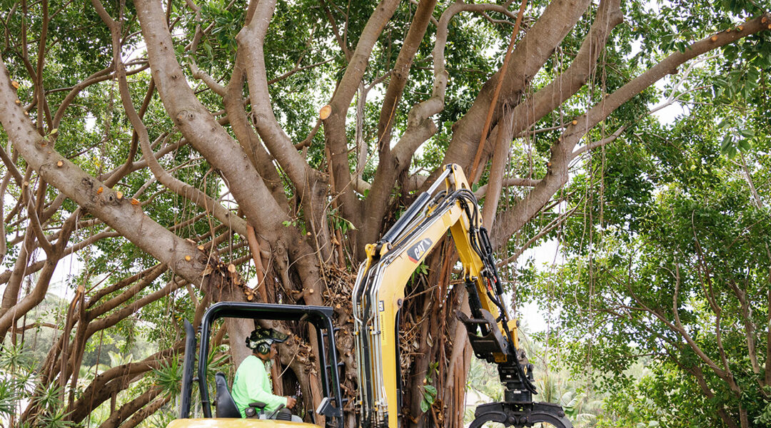 Why Large Tree Limb Removal Should be Done by Experts
