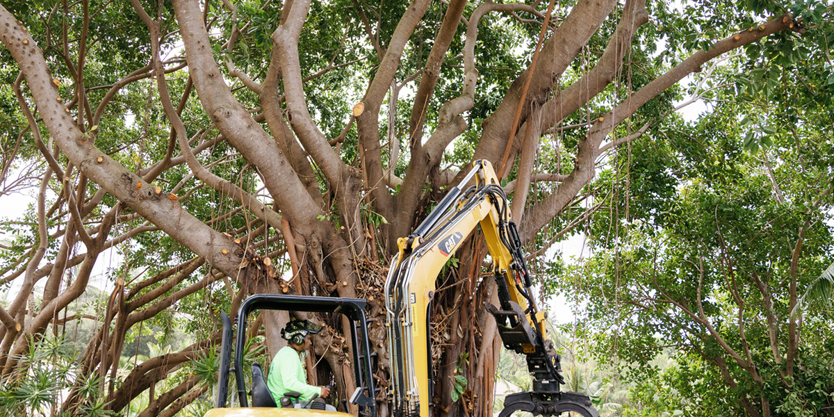 large tree limb removal